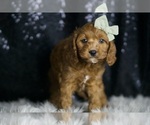 Small Photo #33 Cavapoo Puppy For Sale in WARSAW, IN, USA