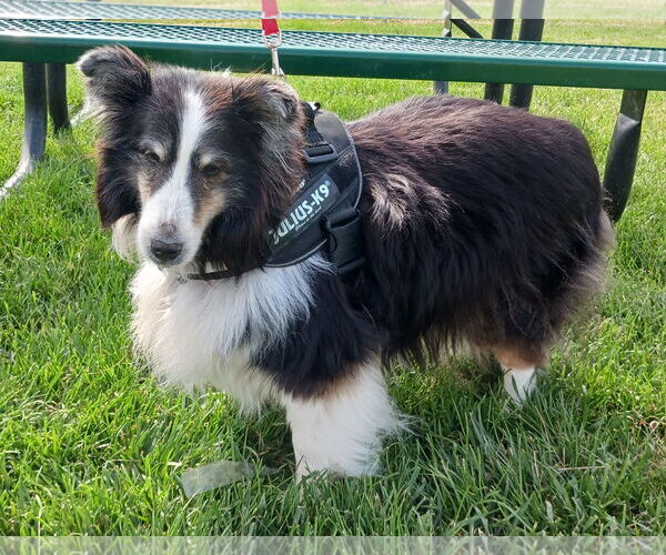 Medium Photo #3 Mutt Puppy For Sale in Columbus, OH, USA