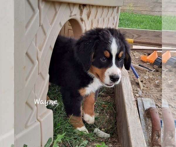 Medium Photo #1 Bernese Mountain Dog Puppy For Sale in GREENSBURG, IN, USA