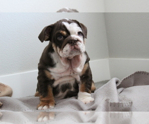 English Bulldog Puppy for Sale in DES MOINES, Iowa USA