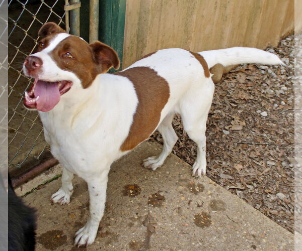 Medium Photo #4 American Foxhound-Labrador Retriever Mix Puppy For Sale in Holly Springs, MS, USA