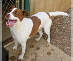 Small #3 American Foxhound-Labrador Retriever Mix