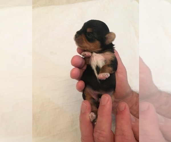 Medium Photo #2 Yorkshire Terrier Puppy For Sale in RUSH, KY, USA