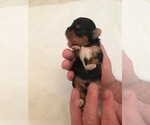 Small Photo #2 Yorkshire Terrier Puppy For Sale in RUSH, KY, USA