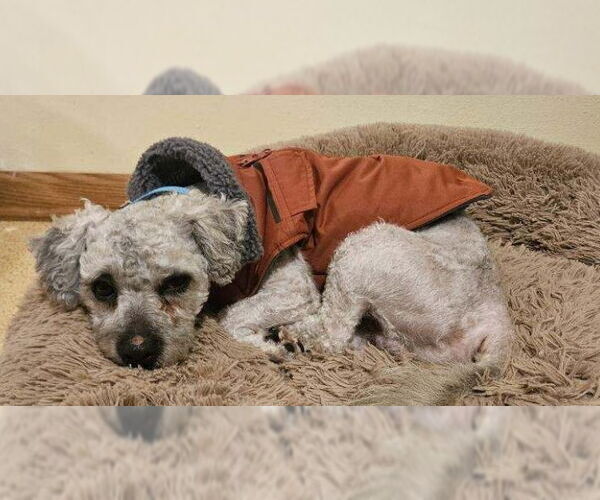 Medium Photo #2 Poodle (Miniature)-Unknown Mix Puppy For Sale in Plymouth, MN, USA