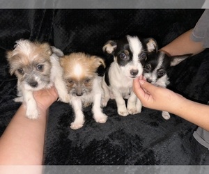 Chorkie Puppy for Sale in SUMMERFIELD, Florida USA