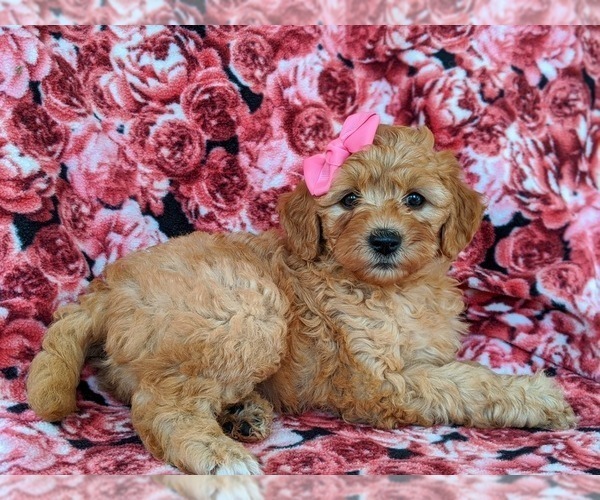 Medium Photo #3 Goldendoodle Puppy For Sale in NOTTINGHAM, PA, USA