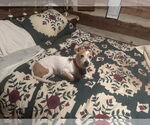 Small #1 Basset Hound Mix