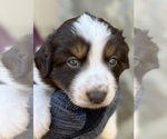 Puppy Ruby Australian Shepherd