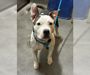 Mutt Dogs for adoption in Forestville, MD, USA