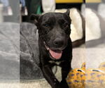 Small #3 American Pit Bull Terrier