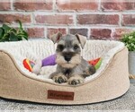 Small #6 Schnauzer (Miniature)