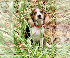 Beagle Dogs for adoption in MARSHALL, AR, USA