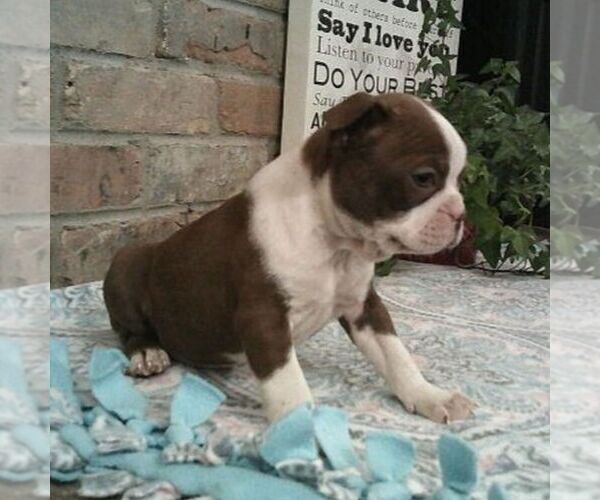 Medium Photo #4 Boston Terrier Puppy For Sale in HOT SPRINGS, SD, USA