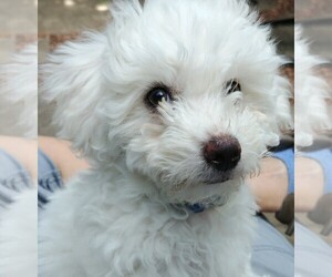 Bichon Frise Puppy for sale in FORT COLLINS, CO, USA