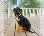 Small #1 Jack Russell Terrier Mix
