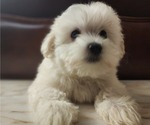 Small Photo #10 Maltese Puppy For Sale in WEST PALM BEACH, FL, USA