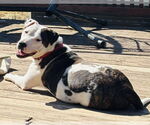 Small #9 American Pit Bull Terrier Mix