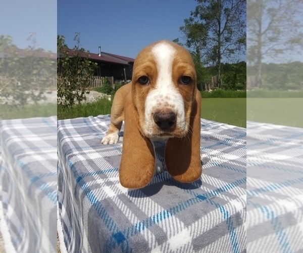 Medium Photo #36 Basset Hound Puppy For Sale in PETERSBURG, IN, USA