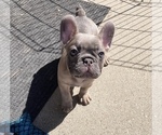 Small Photo #12 French Bulldog Puppy For Sale in LOS ANGELES, CA, USA