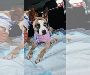Boxer-Unknown Mix Dogs for adoption in Los Angeles, CA, USA