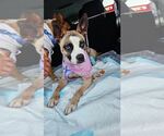 Small Boxer Mix