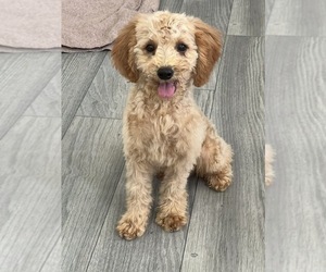 Poodle (Miniature) Puppy for sale in MARTINSVILLE, IN, USA