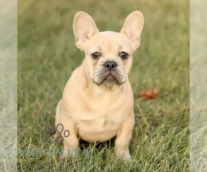 French Bulldog Puppy for sale in EPHRATA, PA, USA