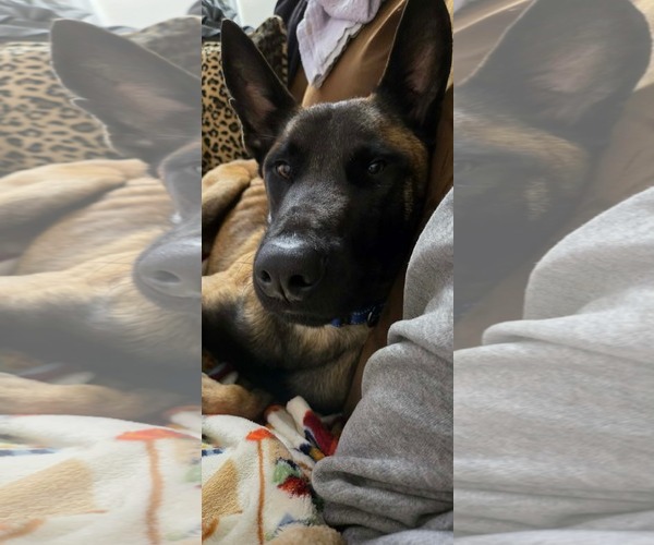 Medium Photo #8 Mutt Puppy For Sale in Westwood, NJ, USA