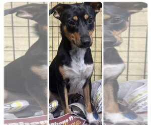 Chihuahua-Unknown Mix Dogs for adoption in Virginia Beach, VA, USA