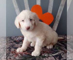 Poodle (Standard)-Siberian Husky Mix Puppy for sale in CANAJOHARIE, NY, USA