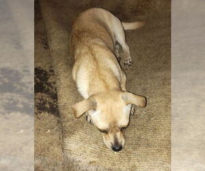 Chihuahua-Unknown Mix Dogs for adoption in San Antonio, TX, USA