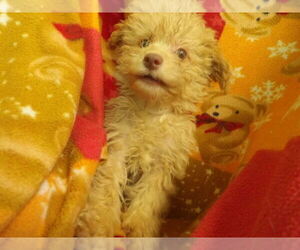 F2 Aussiedoodle Puppy for sale in PATERSON, NJ, USA