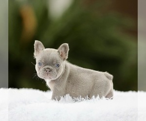 French Bulldog Puppy for sale in CORONA, CA, USA