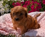 Small Photo #35 Cavapoo Puppy For Sale in GOSHEN, IN, USA