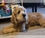Small #1 Cocker Spaniel