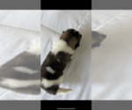 Small Photo #2 Akita Puppy For Sale in ANTIOCH, CA, USA