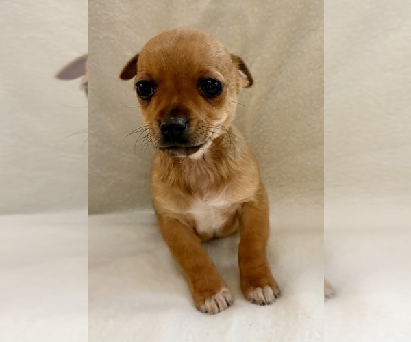 Medium Photo #3 Chihuahua Puppy For Sale in FAIR HAVEN, MI, USA