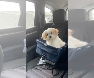Mutt Puppy for sale in IRONDEQUOIT, NY, USA