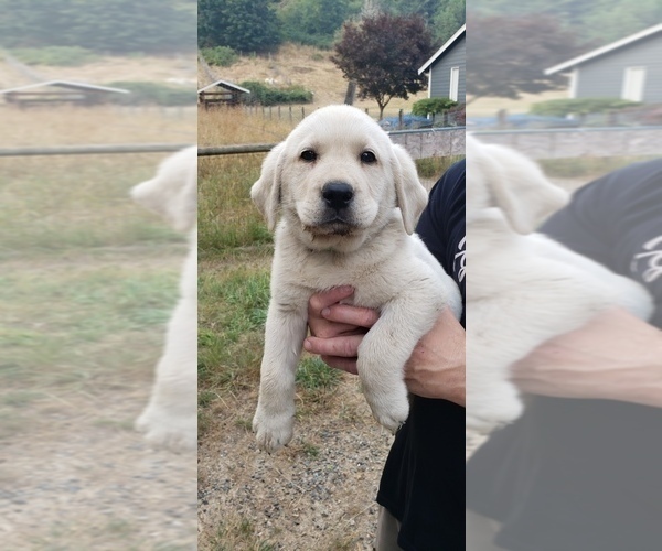 Medium Photo #11 Labrador Retriever Puppy For Sale in OLYMPIA, WA, USA
