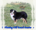 Small Miniature Australian Shepherd