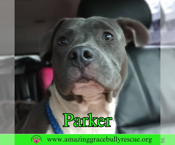 Medium Photo #4 American Bulldog-Unknown Mix Puppy For Sale in Pensacola, FL, USA