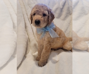 Goldendoodle Puppy for Sale in LOS ANGELES, California USA