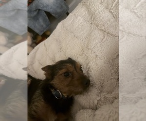 Father of the Yorkshire Terrier puppies born on 02/02/2026
