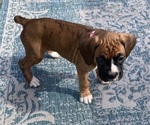 Puppy 5 Boxer