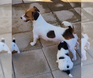 Mother of the Jack Russell Terrier puppies born on 03/20/2023