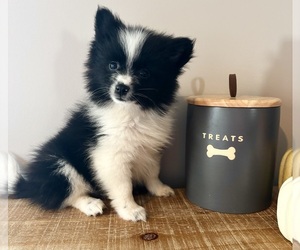 Pomeranian Puppy for sale in INDIANAPOLIS, IN, USA