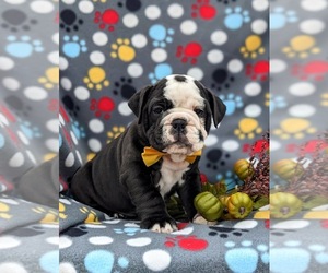 Olde English Bulldogge Puppy for sale in OXFORD, PA, USA