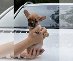 Small #2 French Bulldog