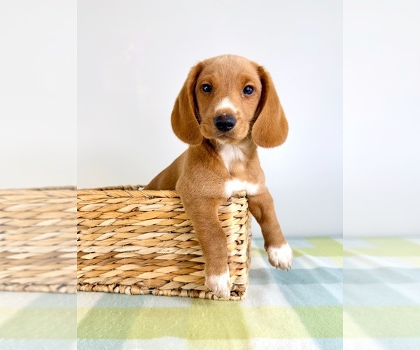 Medium Photo #4 Dorgi Puppy For Sale in GREENFIELD, IN, USA